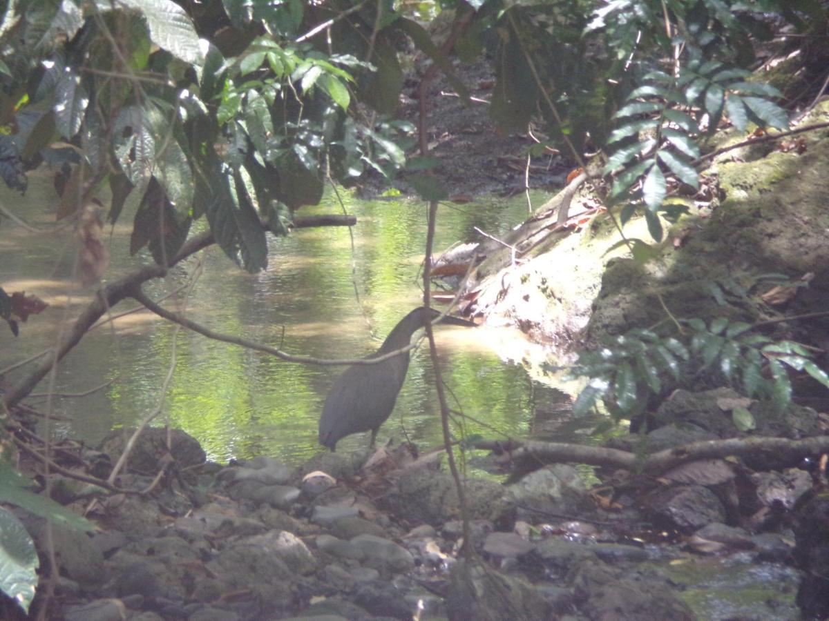 Riverside Villas Manuel Antonio Dış mekan fotoğraf